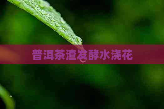 普洱茶渣发酵水浇花