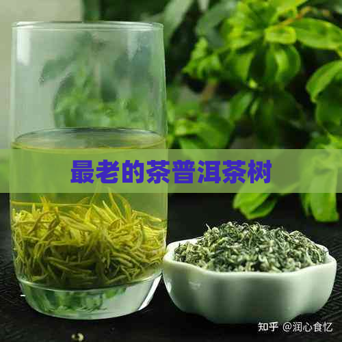 最老的茶普洱茶树