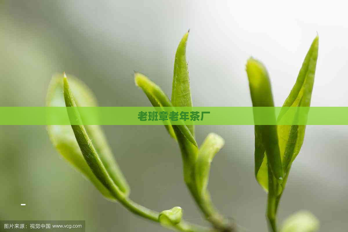 老班章老年茶厂