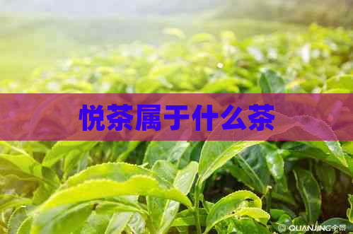 悦茶属于什么茶