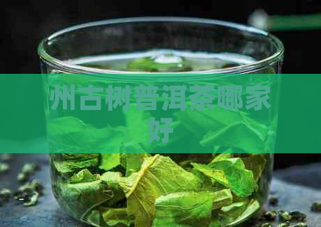 州古树普洱茶哪家好