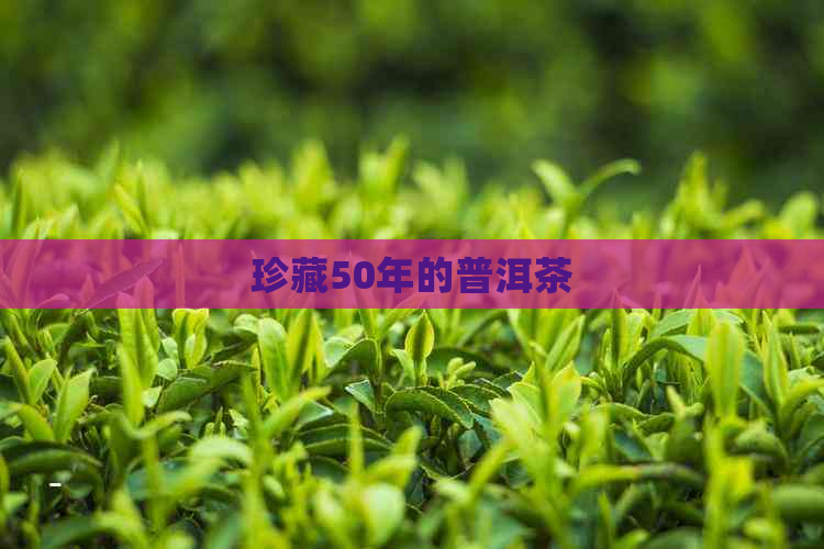 珍藏50年的普洱茶