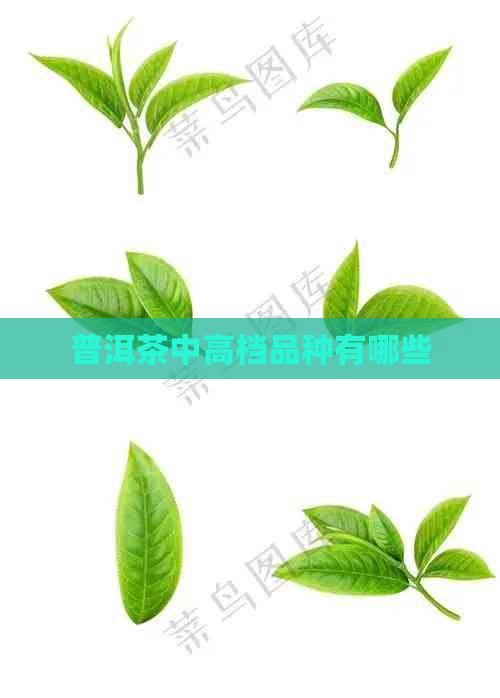 普洱茶中高档品种有哪些