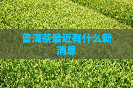 普洱茶最近有什么新消息