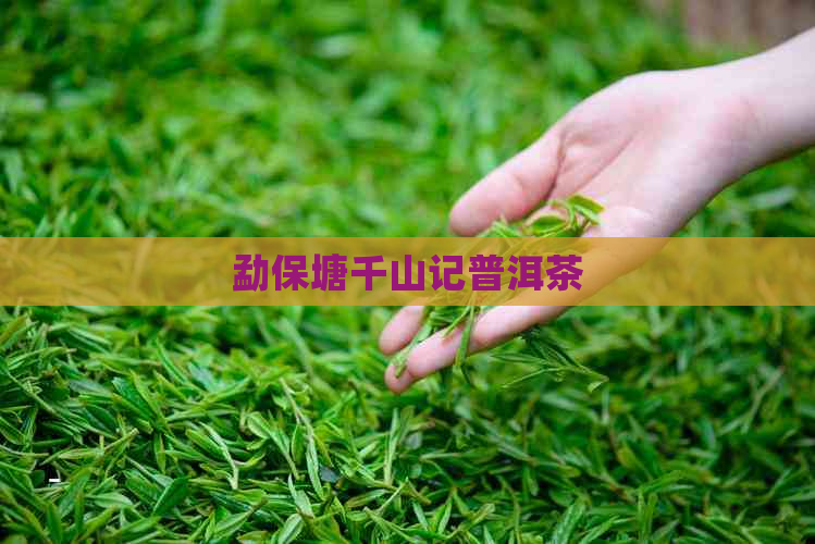 勐保塘千山记普洱茶