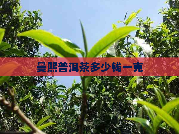 曼熙普洱茶多少钱一克