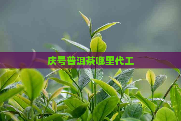 庆号普洱茶哪里代工