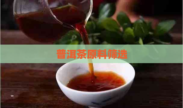 普洱茶原料筛选