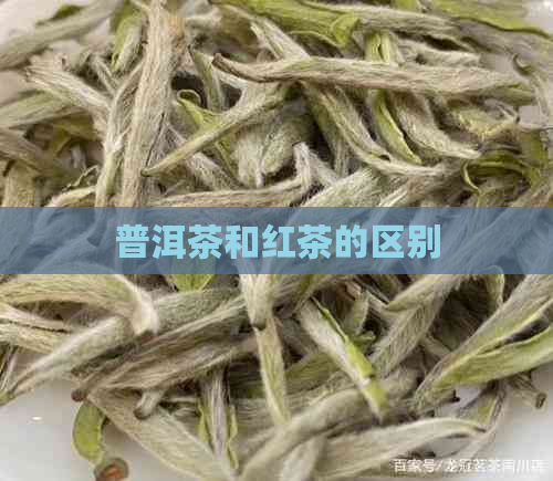 普洱茶和红茶的区别