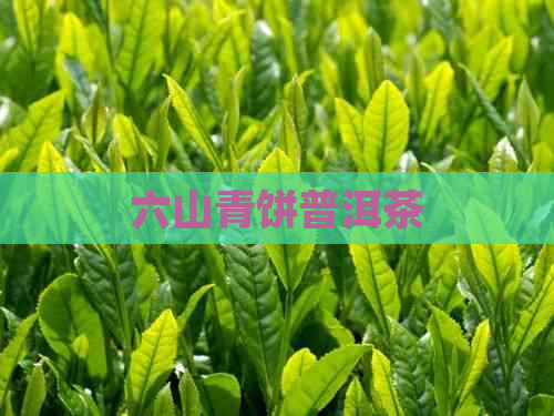 六山青饼普洱茶