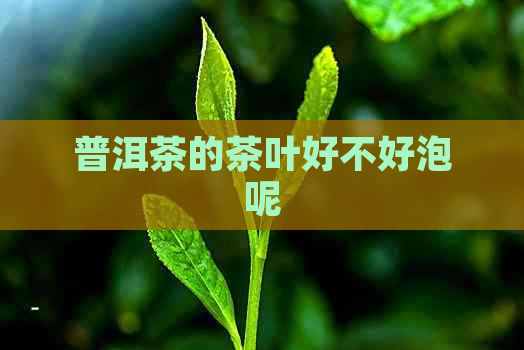 普洱茶的茶叶好不好泡呢