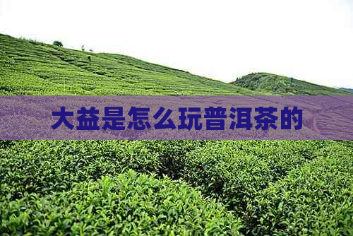 大益是怎么玩普洱茶的