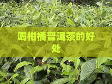 喝柑橘普洱茶的好处