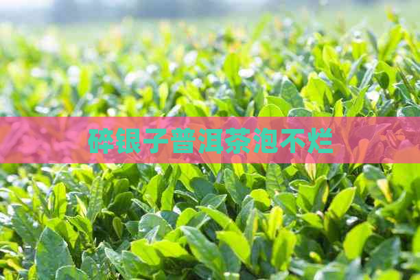 碎银子普洱茶泡不烂