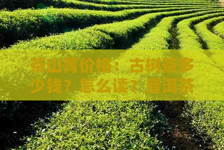 茶山箐价格：古树茶多少钱？怎么读？普洱茶有哪些金奖？