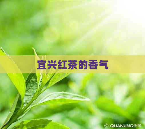 宜兴红茶的香气