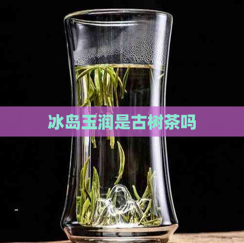 冰岛玉润是古树茶吗