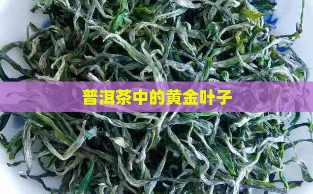 普洱茶中的黄金叶子