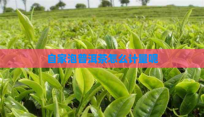 自家泡普洱茶怎么计量呢