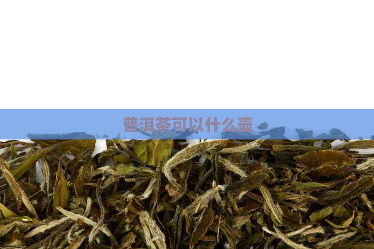 普洱茶可以什么壶