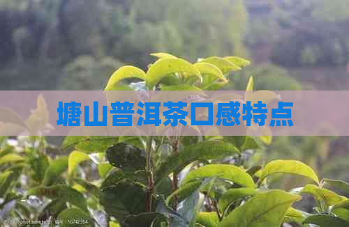 塘山普洱茶口感特点