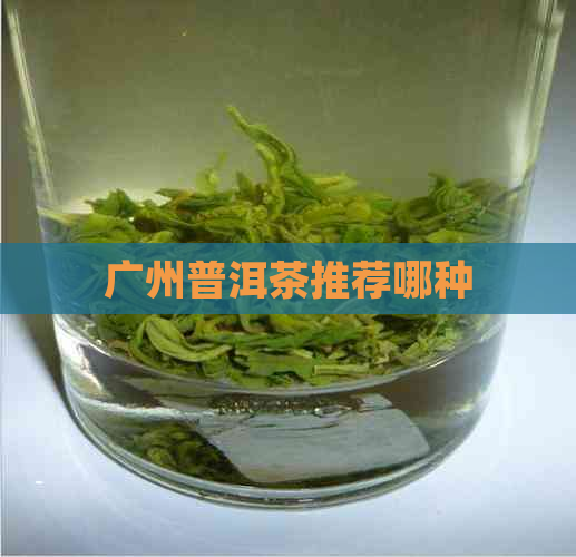 广州普洱茶推荐哪种