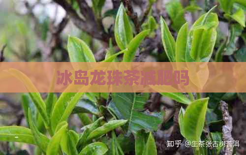 冰岛龙珠茶减肥吗