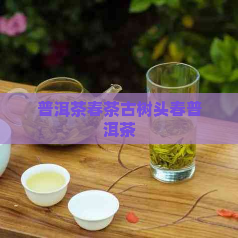 普洱茶春茶古树头春普洱茶