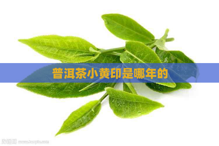 普洱茶小黄印是哪年的