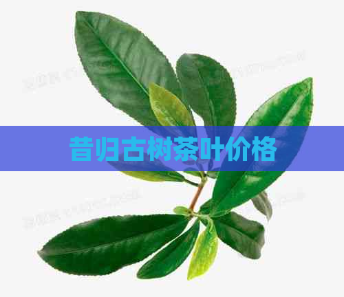 昔归古树茶叶价格