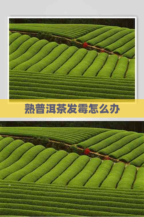 熟普洱茶发霉怎么办