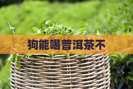 狗能喝普洱茶不