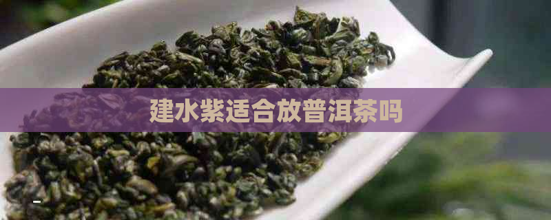 建水紫适合放普洱茶吗