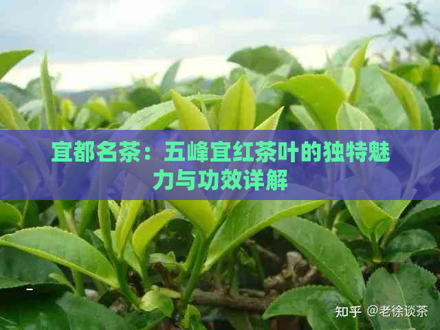 宜都名茶：五峰宜红茶叶的独特魅力与功效详解