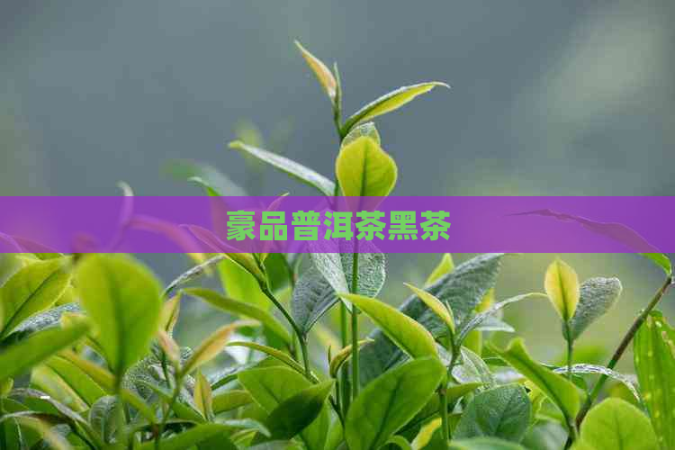 豪品普洱茶黑茶