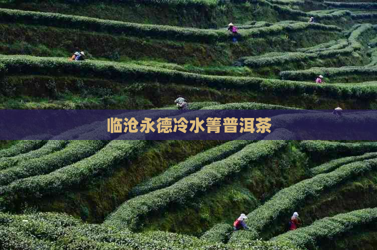 临沧永德冷水箐普洱茶