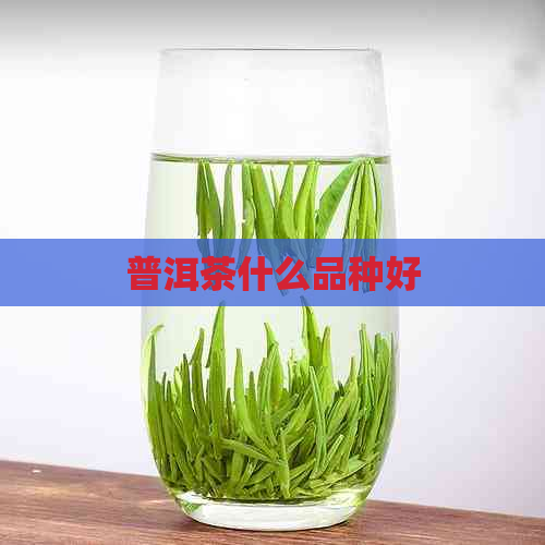 普洱茶什么品种好