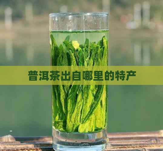 普洱茶出自哪里的特产