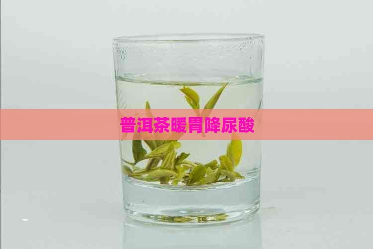 普洱茶暖胃降尿酸