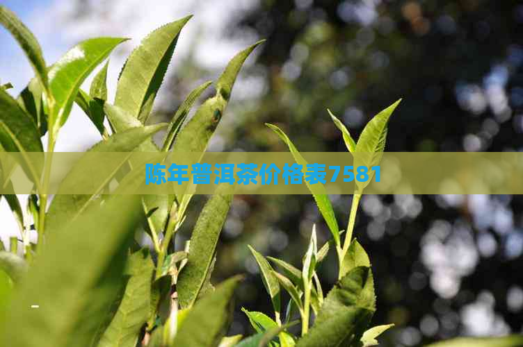 陈年普洱茶价格表7581