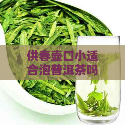 供春壶口小适合泡普洱茶吗