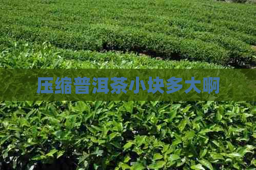 压缩普洱茶小块多大啊