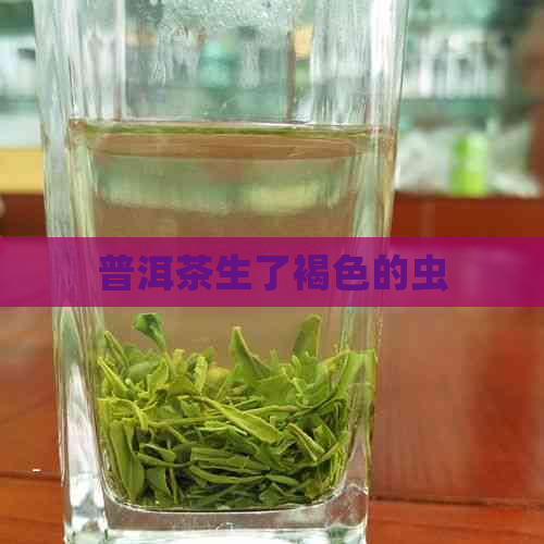 普洱茶生了褐色的虫