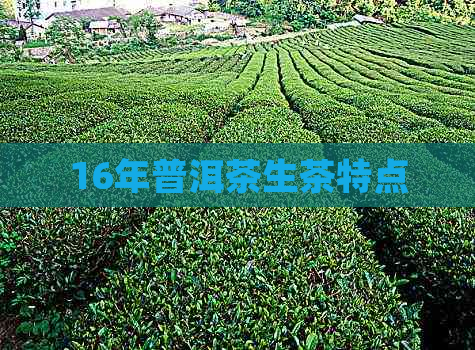 16年普洱茶生茶特点