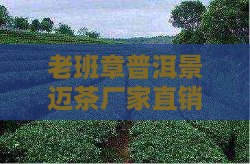 老班章普洱景迈茶厂家直销