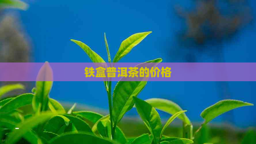 铁盒普洱茶的价格