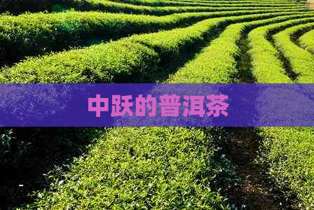 中跃的普洱茶