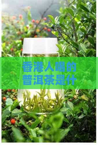 人喝的普洱茶是什么茶