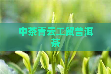 中茶青云工贸普洱茶