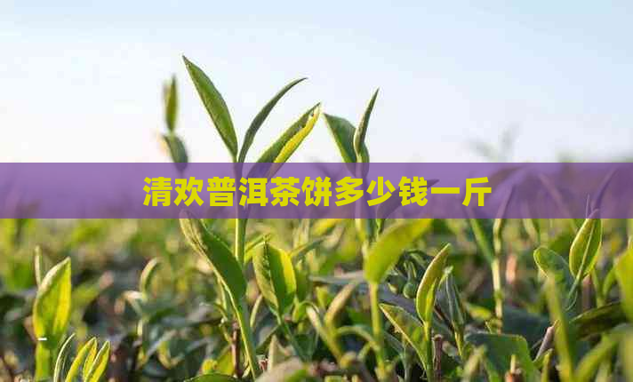 清欢普洱茶饼多少钱一斤